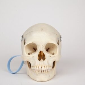 Medical Skull (0366)