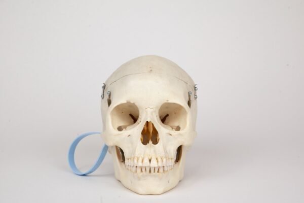 Medical Skull (0366)