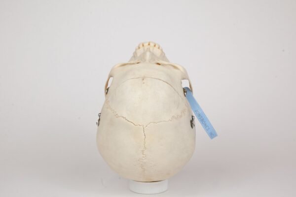 Medical Skull (0366) - Image 4