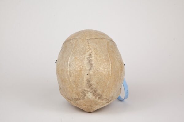 Medical Skull (0369) - Image 2