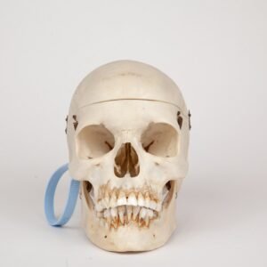 Medical Skull (0370)