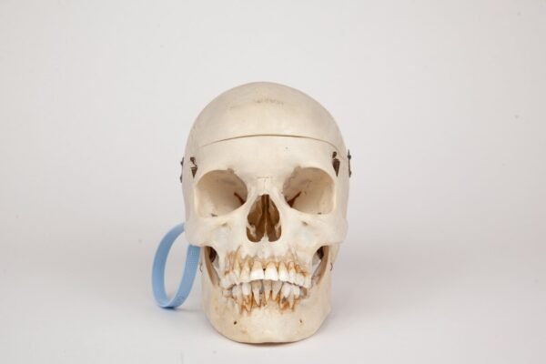 Medical Skull (0370)