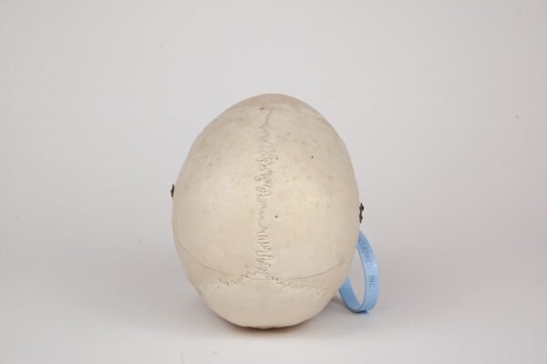 Medical Skull (0370) - Image 2