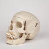 Medical Skull (0370) - Image 3