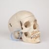Medical Skull (0370) - Image 4