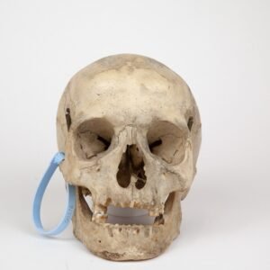 Uncut Medical Skull (0376)