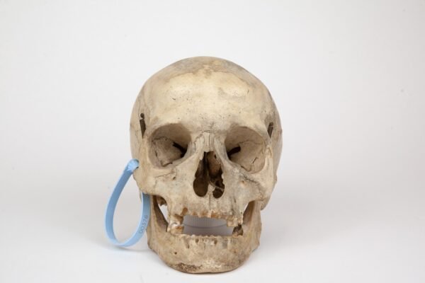 Uncut Medical Skull (0376)