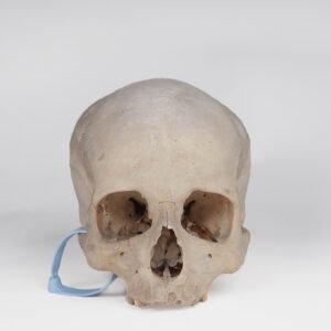 Uncut Medical Skull (0393)