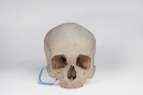 Uncut Medical Skull (0393)