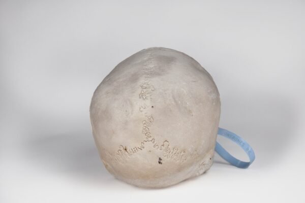 Uncut Medical Skull (0393) - Image 2