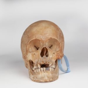 Uncut Medical Skull (0394)