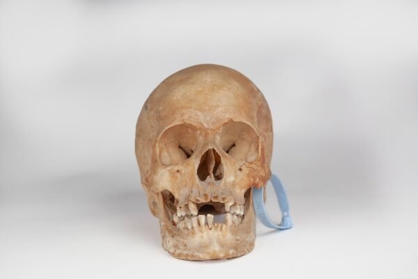 Uncut Medical Skull (0394)