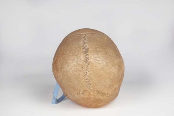 Uncut Medical Skull (0394) - Image 2