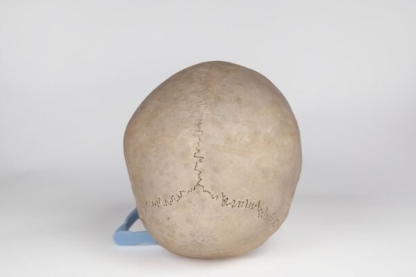 Uncut Pediatric Skull (0397) - Image 3
