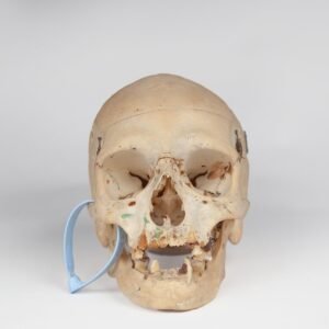 Medical Skull (0398)