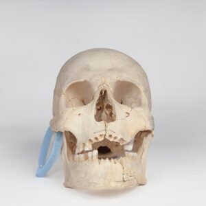 Uncut Medical Skull (0400)