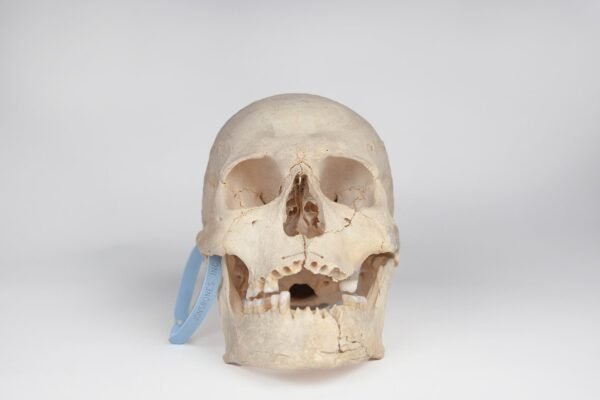 Uncut Medical Skull (0400)