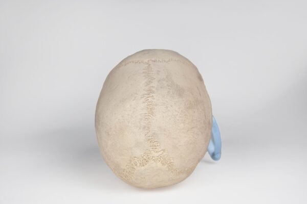 Uncut Medical Skull (0400) - Image 2