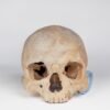 Uncut Medical Skull (0403)