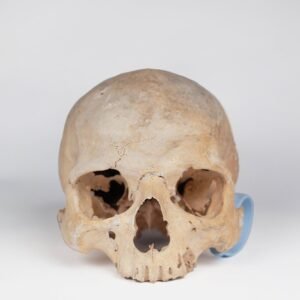 Uncut Medical Skull (0403)