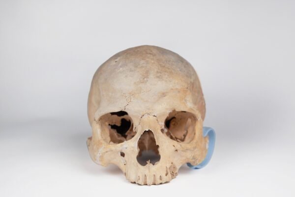 Uncut Medical Skull (0403)