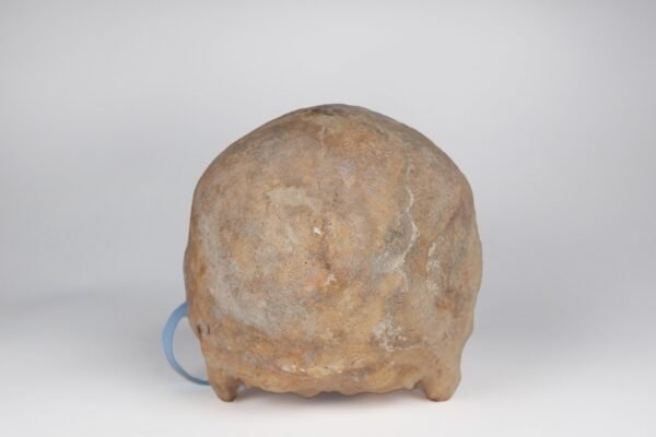 Uncut Medical Skull (0403) - Image 2
