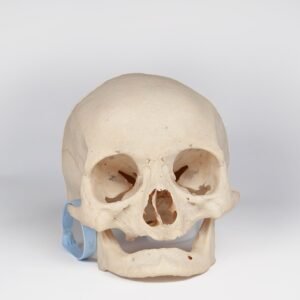 Uncut Geriatric Skull (0408)