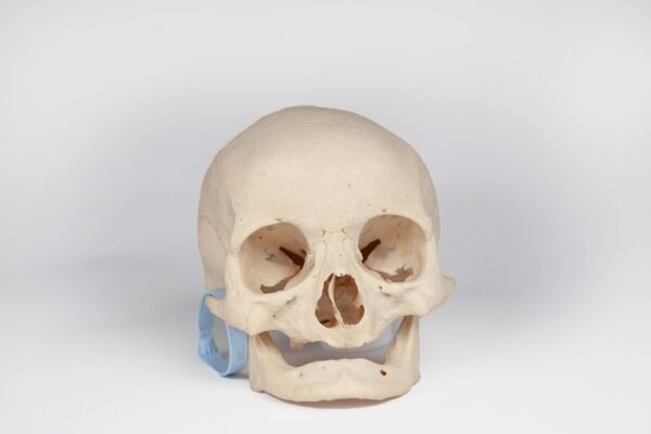 Uncut Geriatric Skull (0408)
