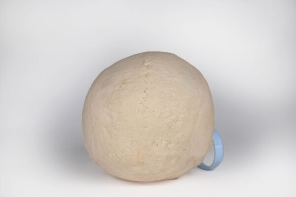 Uncut Geriatric Skull (0408) - Image 3