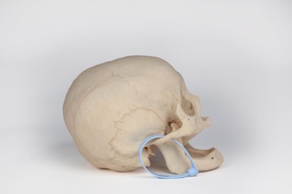 Uncut Geriatric Skull (0408) - Image 2
