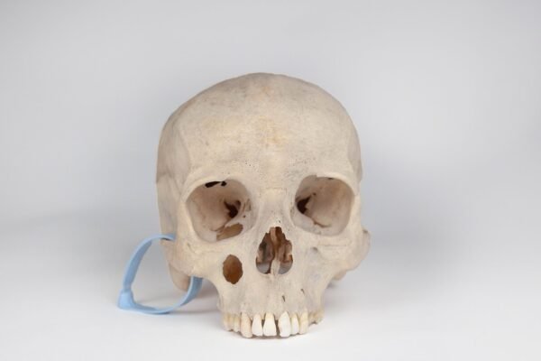 Uncut Medical Skull (0409)