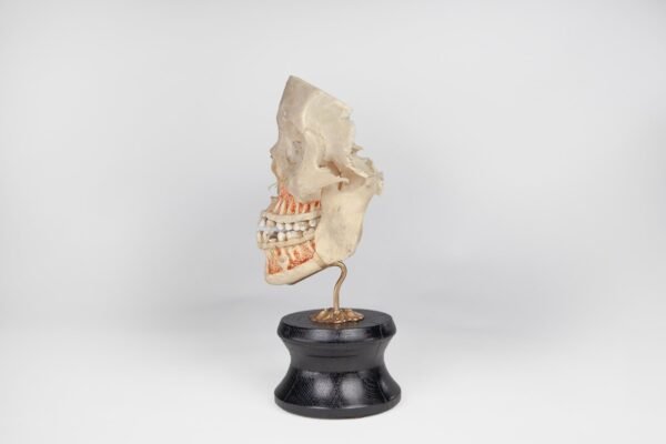Viscerocranium Preparation 
(3342) - Image 4