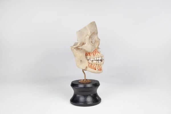 Viscerocranium Preparation 
(3342) - Image 3