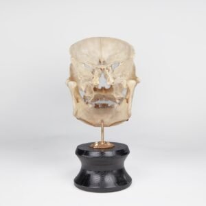 Viscerocranium Preparation 
(3342)