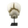 Replica Human Medical Study Skull - Articulated

(39873) - Image 4