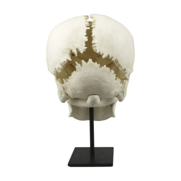 Replica Human Medical Study Skull - Articulated

(39873) - Image 4