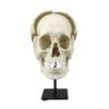 Replica Human Medical Study Skull - Articulated

(39873)