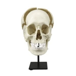Replica Human Medical Study Skull - Articulated

(39873)