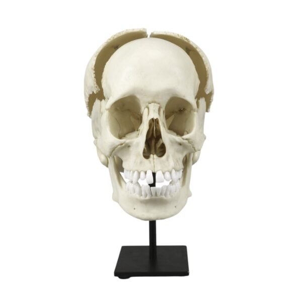 Replica Human Medical Study Skull - Articulated

(39873)