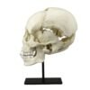 Replica Human Medical Study Skull - Articulated

(39873) - Image 2