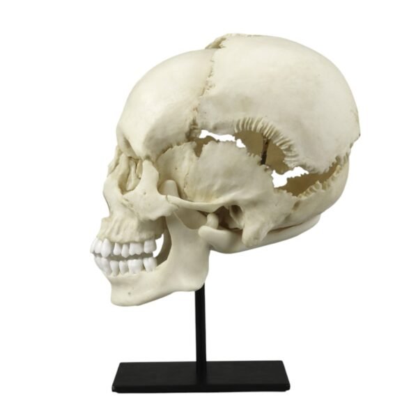 Replica Human Medical Study Skull - Articulated

(39873) - Image 2