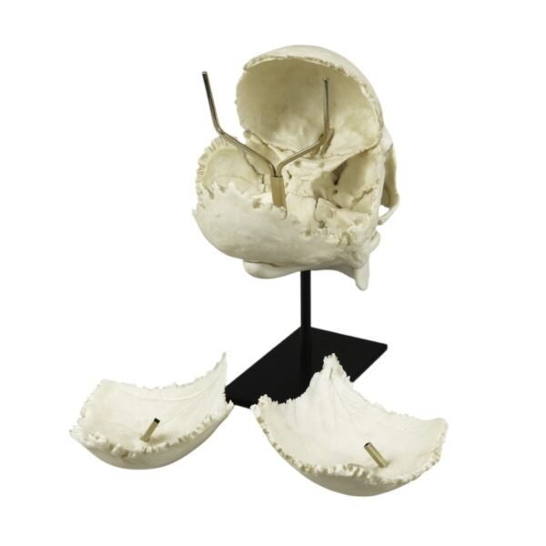 Replica Human Medical Study Skull - Articulated

(39873) - Image 3