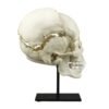 Replica Human Medical Study Skull - Articulated

(39873) - Image 5