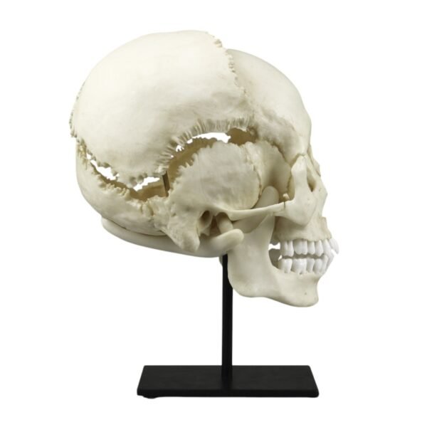 Replica Human Medical Study Skull - Articulated

(39873) - Image 5