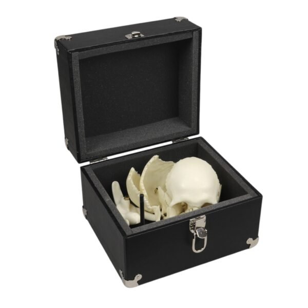 Replica Human Medical Study Skull - Articulated

(39873) - Image 6