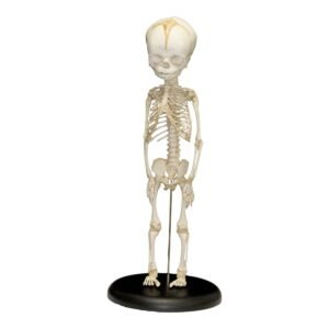 Human Fetus Skeleton (32 Weeks)

(5698)