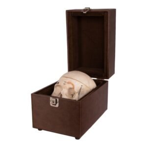 Real Human Dissected Skull with Carrying Case

(36132)