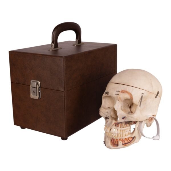 Real Human Dissected Skull with Carrying Case

(36132) - Image 5