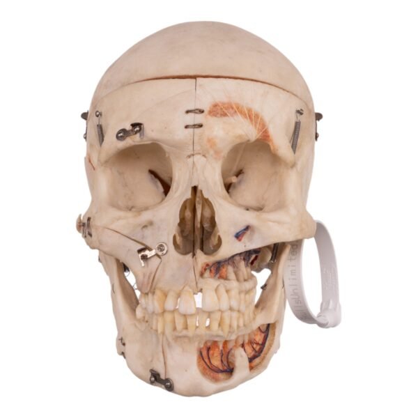 Real Human Dissected Skull with Carrying Case

(36132) - Image 3