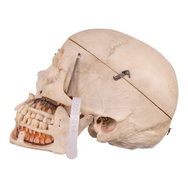 Real Human Dissected Skull with Carrying Case

(36132) - Image 6